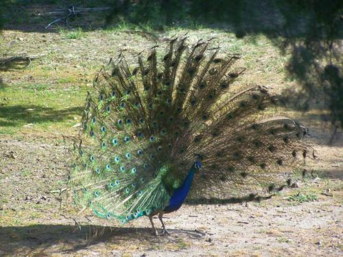 Filerimos hill peacock in Rhodes island